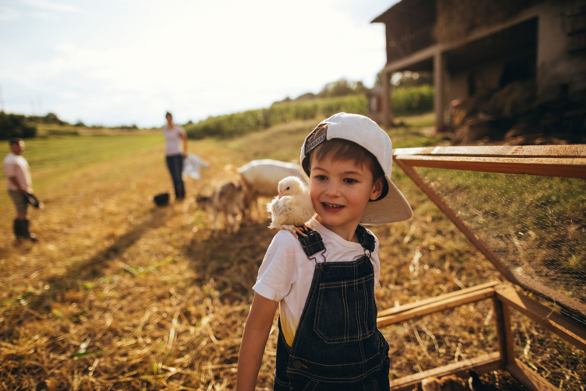 Boy with chick at Hopecote Farm