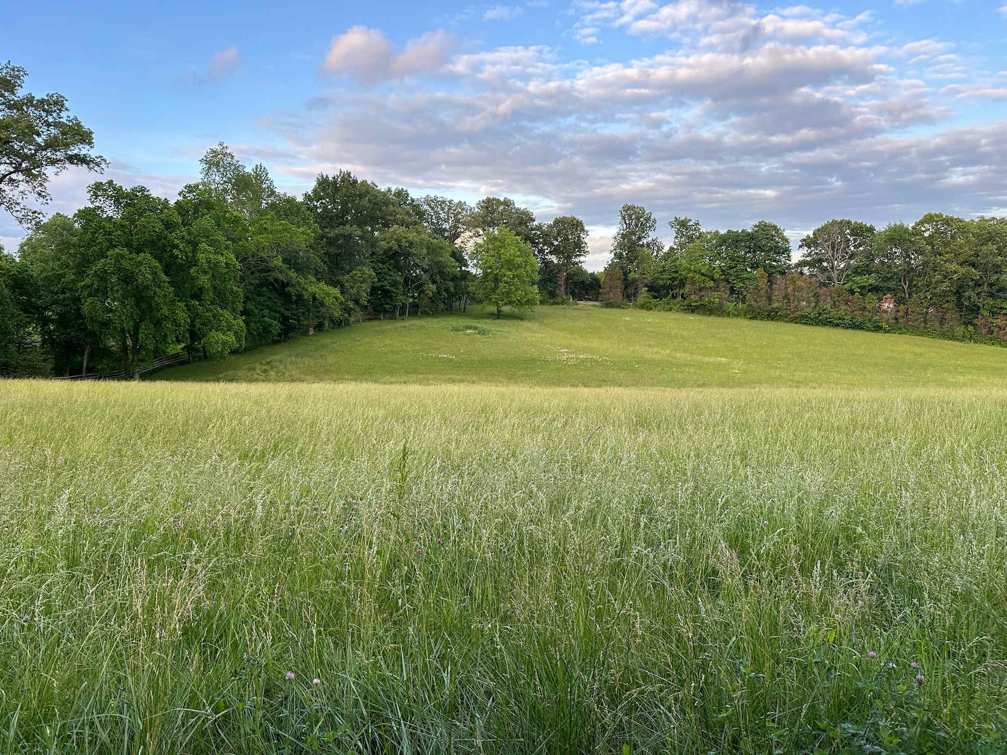 Green meadow at Hopecote Farm