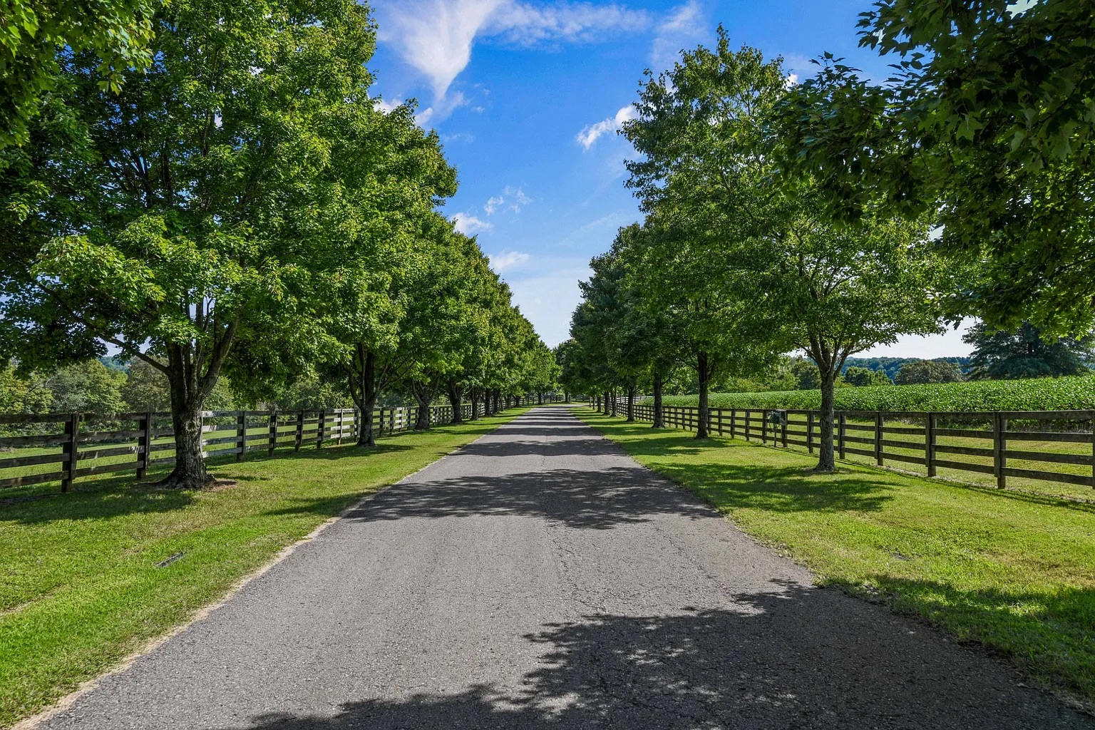 Hopecote Farm tree-lined driveway